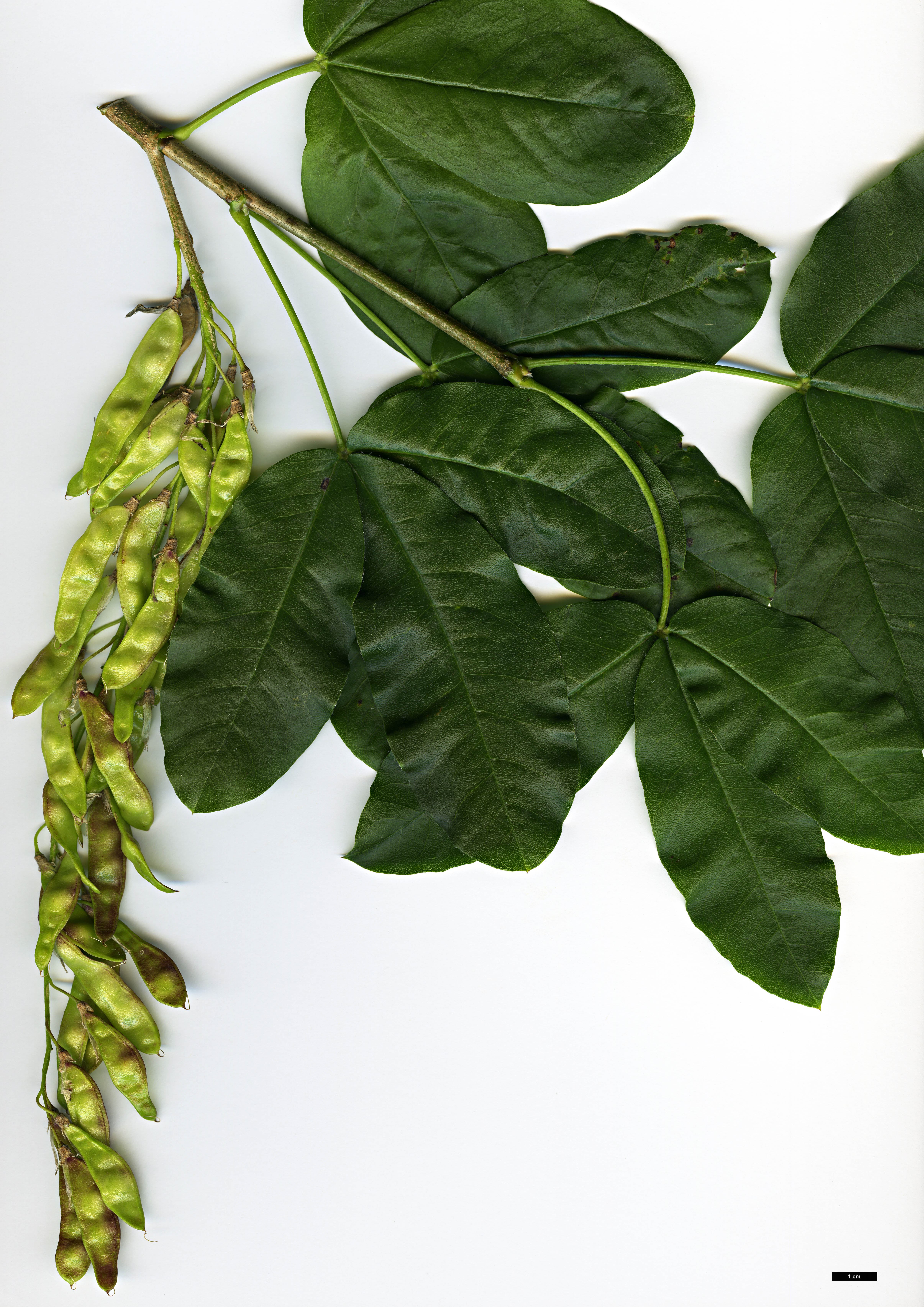 High resolution image: Family: Fabaceae - Genus: Laburnum - Taxon: alpinum